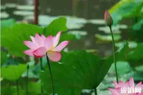 十堰看荷花在哪里+怎么去 十堰看荷花在哪里+怎么去