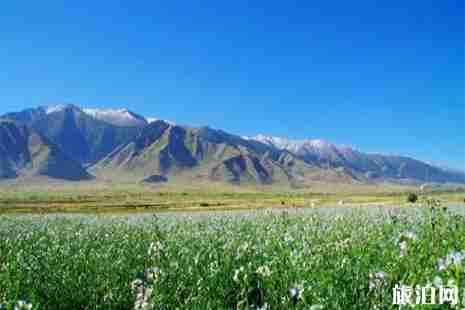 2019巴里坤草原濕地玫瑰花節(jié)6月15日開啟