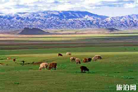 2019巴里坤草原濕地玫瑰花節(jié)6月15日開啟