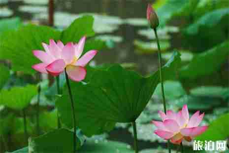 2019銀灘荷花節6月22日開啟