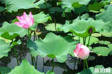 2019銀灘荷花節6月22日開啟