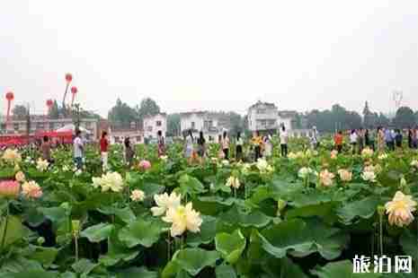 2019西聯荷花文化旅游節6月15日開啟