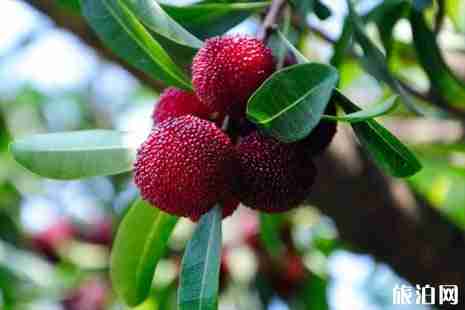 2019宜昌楊梅采摘基地地址+最佳采摘時間+價格