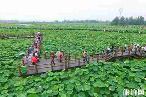 2019西聯荷花文化旅游節6月15日開啟