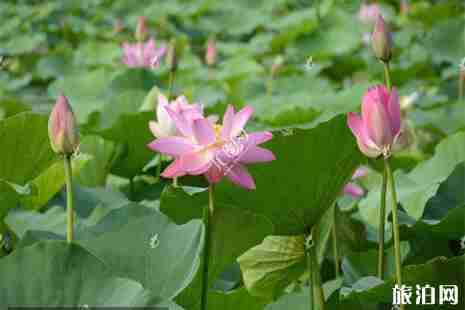 2019西聯荷花文化旅游節6月15日開啟