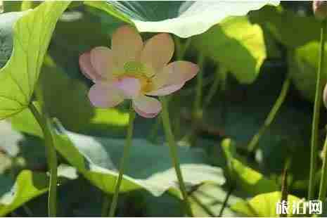 2019哈爾濱荷花幾月開+觀賞攻略