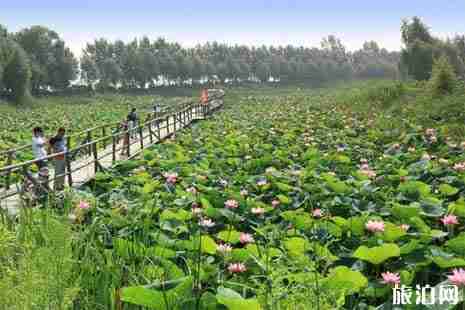 2019哈爾濱荷花幾月開+觀賞攻略