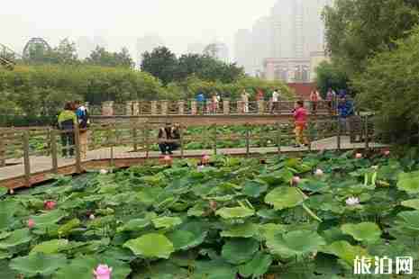 2019哈爾濱荷花幾月開+觀賞攻略