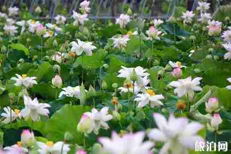 寧波看荷花的地方推薦+交通攻略