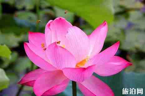 寧波看荷花的地方推薦+交通攻略