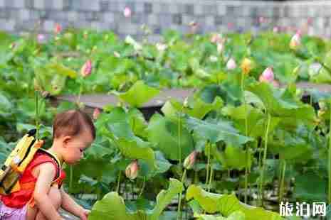 寧波看荷花的地方推薦+交通攻略