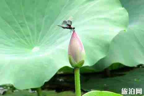 寧波看荷花的地方推薦+交通攻略