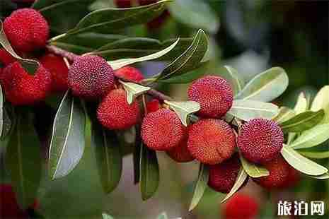 2019北侖楊梅采摘點信息匯總