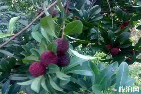 2019北侖楊梅采摘點信息匯總