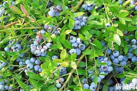 南京溧水水果采摘地圖 枇杷+楊梅+油桃 南京溧水水果采摘地圖 枇杷+楊梅+油桃