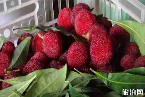 南京溧水水果采摘地圖 枇杷+楊梅+油桃 南京溧水水果采摘地圖 枇杷+楊梅+油桃