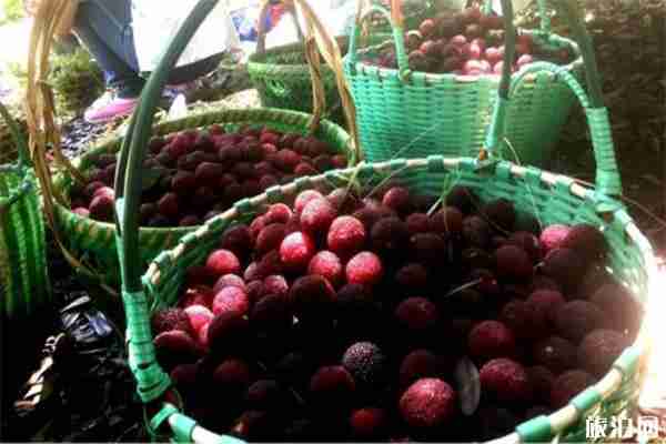 2019無錫馬山楊梅采摘節6月12日開啟 附采摘攻略