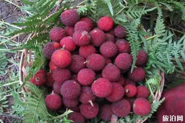 2019無錫馬山楊梅采摘節6月12日開啟 附采摘攻略