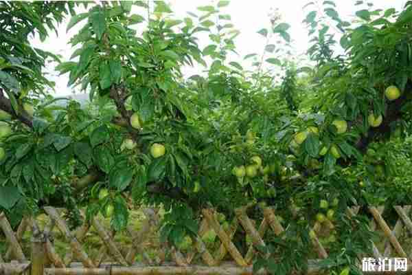 無錫大浮醉李采摘地推薦 無錫大浮醉李采摘地推薦