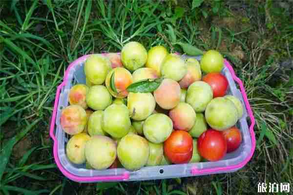 無錫大浮醉李采摘地推薦 無錫大浮醉李采摘地推薦