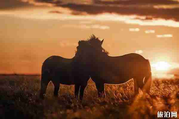 冰島夏季有極光嗎 冰島夏季旅游攻略