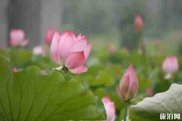 蕭山哪里看荷花最好