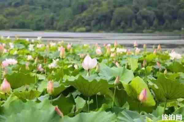 蕭山哪里看荷花最好
