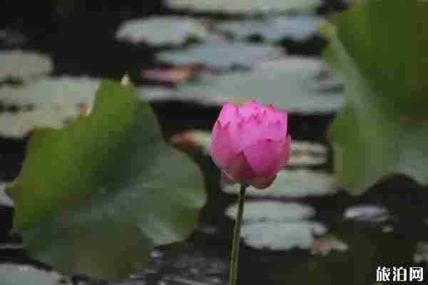 蕭山哪里看荷花最好