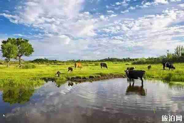 夏季草原旅游攻略推薦