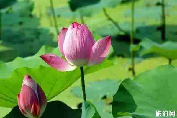 2019成都荷花開了嗎+觀賞攻略