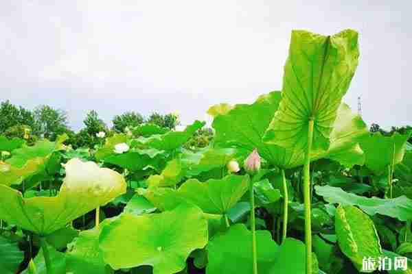 2019成都荷花開了嗎+觀賞攻略