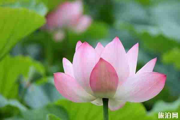 2019臨沂荷花什么時候開+觀賞地點推薦