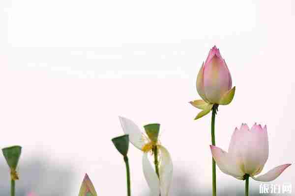 2019臨沂荷花什么時候開+觀賞地點推薦