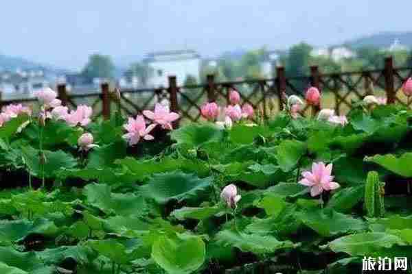 黃山看荷花去哪里