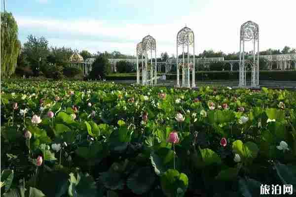 2019北京順義荷花觀賞攻略