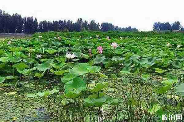 2019北京順義荷花觀賞攻略