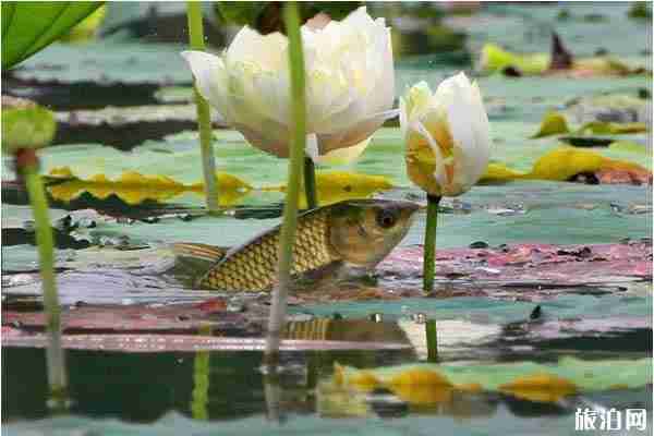 2019北京順義荷花觀賞攻略