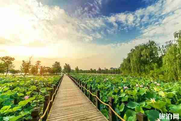 2019新后屠橋村荷花節(jié)6月22日開(kāi)啟
