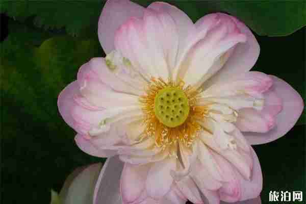 2019湖北襄陽荷文化旅游節6月22日開啟 附活動信息 2019湖北襄陽荷文化旅游節6月22日開啟 附活動信息