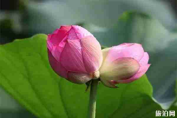 2019湖北襄陽荷文化旅游節6月22日開啟 附活動信息 2019湖北襄陽荷文化旅游節6月22日開啟 附活動信息