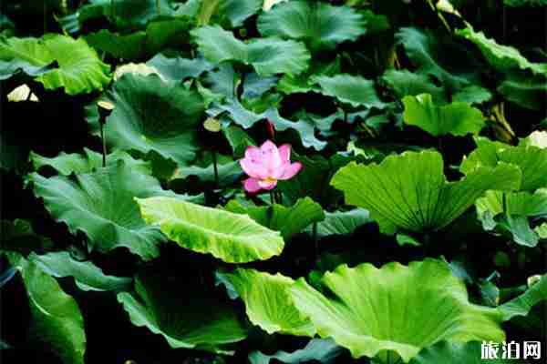 2019香河荷花節6月18日開啟 附門票信息 2019香河荷花節6月18日開啟 附門票信息