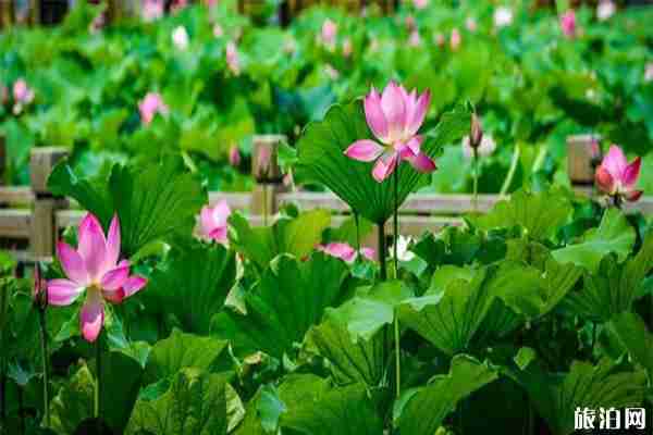 2019洛陽會盟銀灘荷花節(jié)6月22日開啟 2019洛陽會盟銀灘荷花節(jié)6月22日開啟