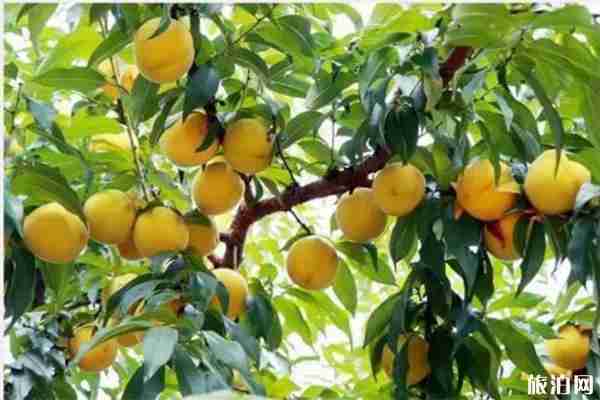 2019王漢溝黃桃采摘節(jié)6月27日開(kāi)啟 附活動(dòng)信息 2019王漢溝黃桃采摘節(jié)6月27日開(kāi)啟 附活動(dòng)信息