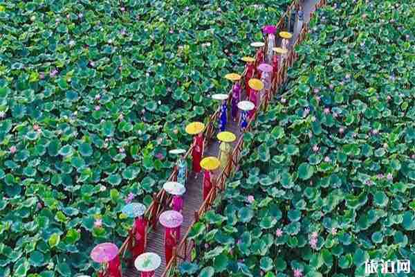 2019如皋平園池荷花節6月22日開啟