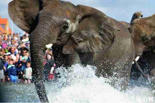 2019貴安水世界大象潑水節時間+活動介紹