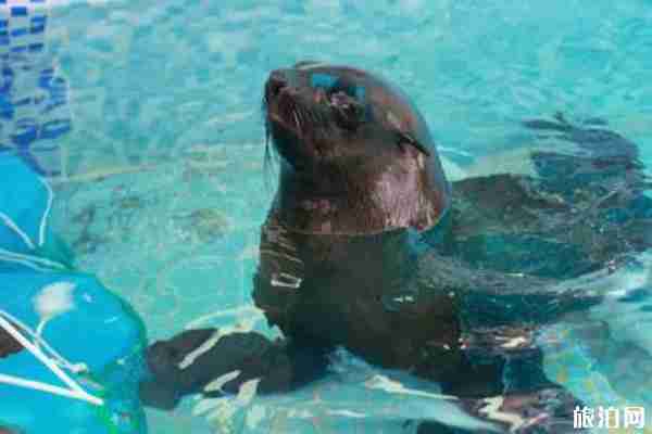 2019貴安水世界大象潑水節時間+活動介紹