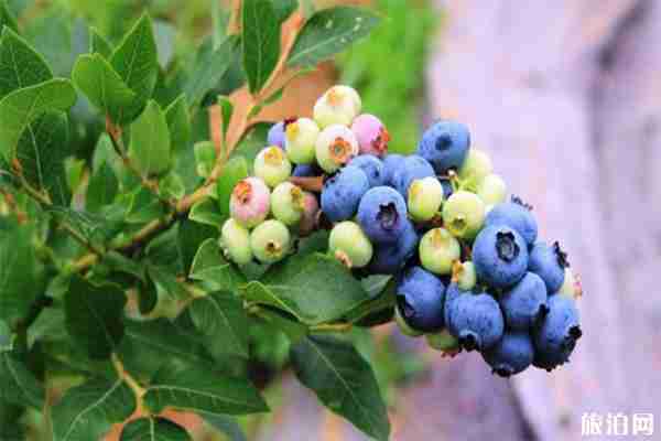 湖北省南漳縣肖堰鎮獅子口村藍莓采摘價格