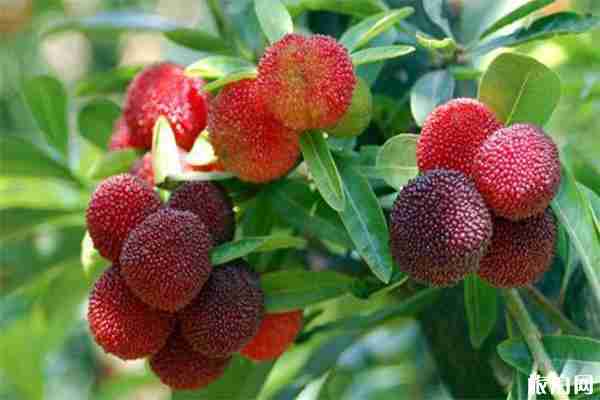 仙居楊梅采摘地推薦 仙居楊梅采摘地推薦