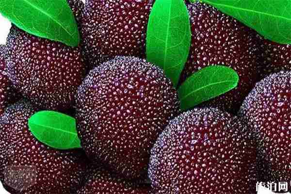 仙居楊梅采摘地推薦 仙居楊梅采摘地推薦