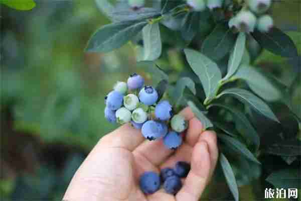 湖北省南漳縣肖堰鎮獅子口村藍莓采摘價格